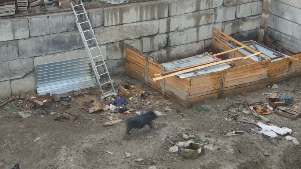 В Крымске мужчина развел свинарник возле нового детского сада