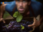 Жителю Крымского района грозит до двух лет тюрьмы за кражу винограда