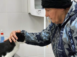 Пенсионерка из Абинска нашла своего кота в Крымске