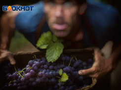 Жителю Крымского района грозит до двух лет тюрьмы за кражу винограда