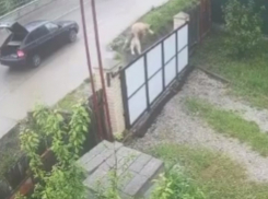 В Саук-Дере мужчина выбросил собаку за забор частного дома