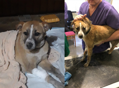 В Абинске неравнодушные люди спасли собаку, отравленную ядом