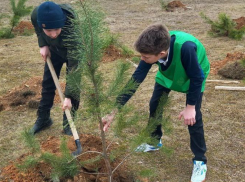 «Сад Памяти»: школьники Крымского района высадили деревья