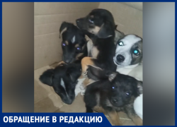 Житель Крымска спас, обреченных на смерть щенков и их мать