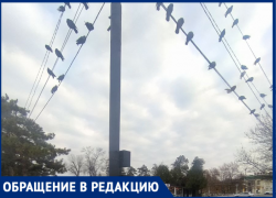 «Очень неприятно»: жительница Крымска пожаловалась на голубей в центральном парке 