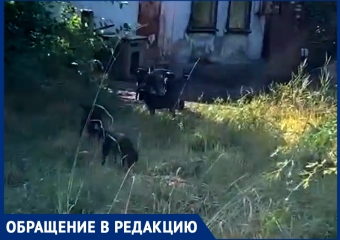 "Возле перехода на ж/д вокзале живет свора собак: не знаю, каким чудом я от них отбилась"