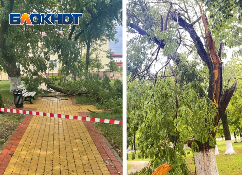В Крымском районе в сельском парке молния ударила в дерево 