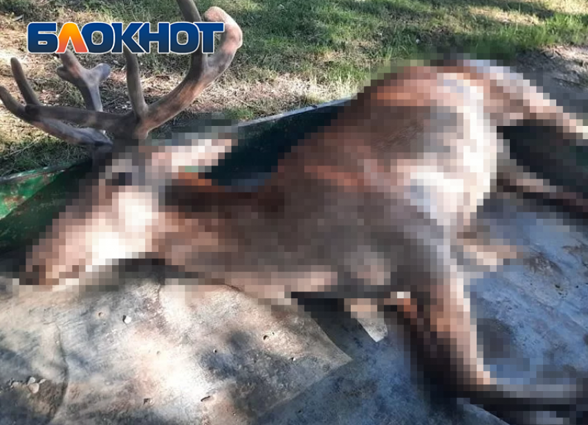 Полиция разыскивает водителя, сбившего в Крымском районе благородного оленя