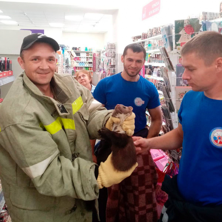 Куница разгромила магазин косметики в станице Анастасиевской Славянского района